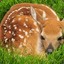 fawn