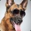 Nice Dog  CSGONT.com