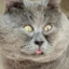 ZalupaкоТа