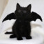 Cat lover