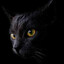 BlackCatLeo