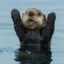 @bandit's avatar