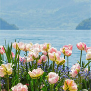 贞观水仙花钰锋金鑫淼