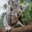 Koala_Jones