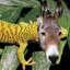 geckoburro