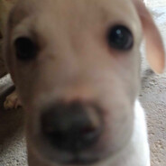 STARDENBURDENHARDENBART