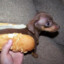 Weenor Dog