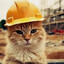 catnieer