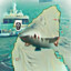 A 60ft Shark