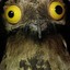 Ash is Potoo