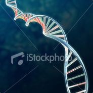 The Last Fox In Gaza