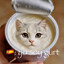 Gurt