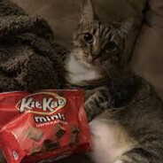 kit katz