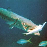 barracuda