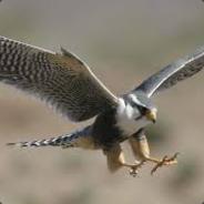 Peregrine