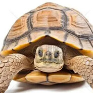 世界上最伟大的龟男