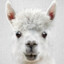 LlamaFingerer