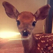 Deer.Girlfriend