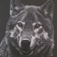 wydrax7