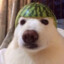 Cachorro Melancia