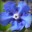 Alkanet