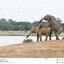 ELEFANTE:LOCO