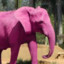 Pinky The Pachyderm