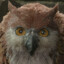 Owl Inspector
