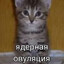 пикмэ блохаа