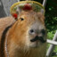 Capybara