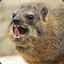 Hyrax