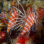 Pterois sphex