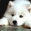 SamoyedV587