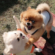 大・爆・殺・吉娃娃