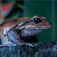 Homeless_Chess_Player