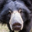 Avatar of URSA PROCURANDO COMIDA