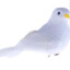 white pigeon