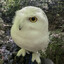 Evil Owl Construct