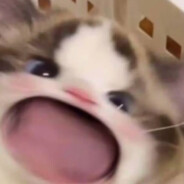 探店齁逼多 真假厨子说