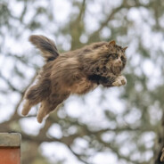 蓝莓泡泡甜甜圈