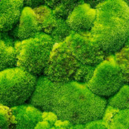 Moss - steam id 76561197967057752