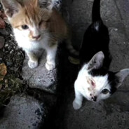 三重刘德华-男人中的极