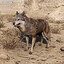 Wolf2