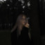 jules-