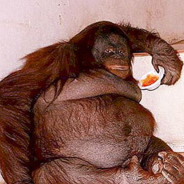 płk. ELTŁUSZCZOSTERON