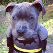 интернет_чемпион