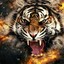 ◢◤TigER™