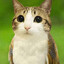 meowl