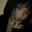 Yurquake66