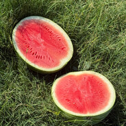 Melon Man